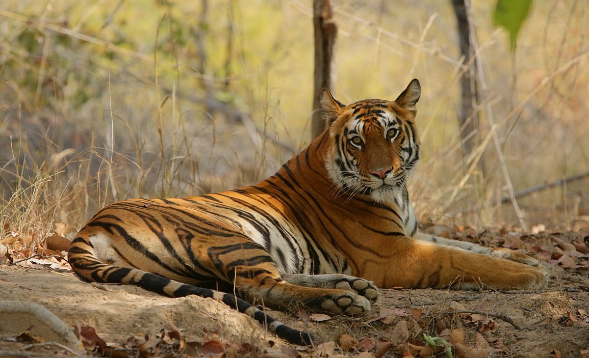 东北虎和华南虎的区别是什么