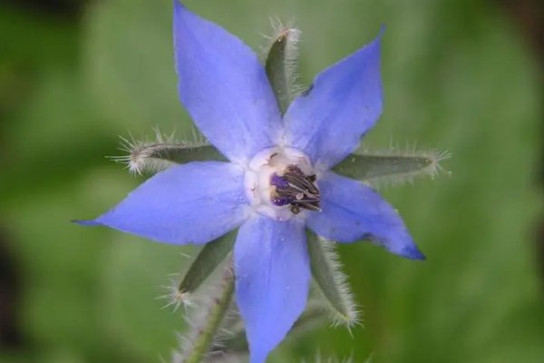 哪些花的花语是救赎？