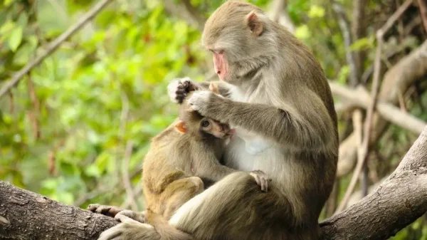 研究表明：猴子或将很快到地面生活，它们能否适应人类的脚步？