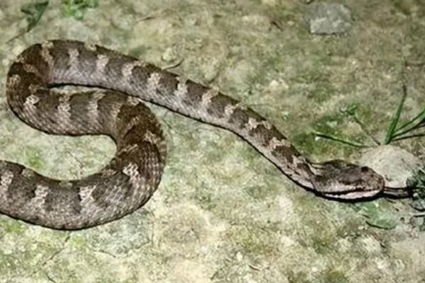 农村十大毒蛇排名