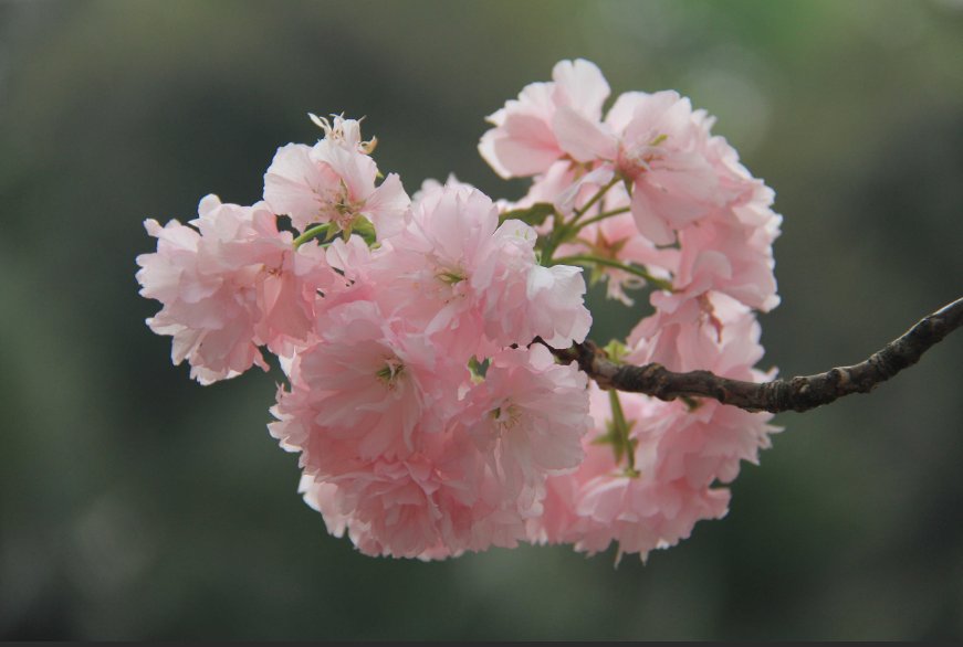 白色乳息樱花未增删带翻译风车