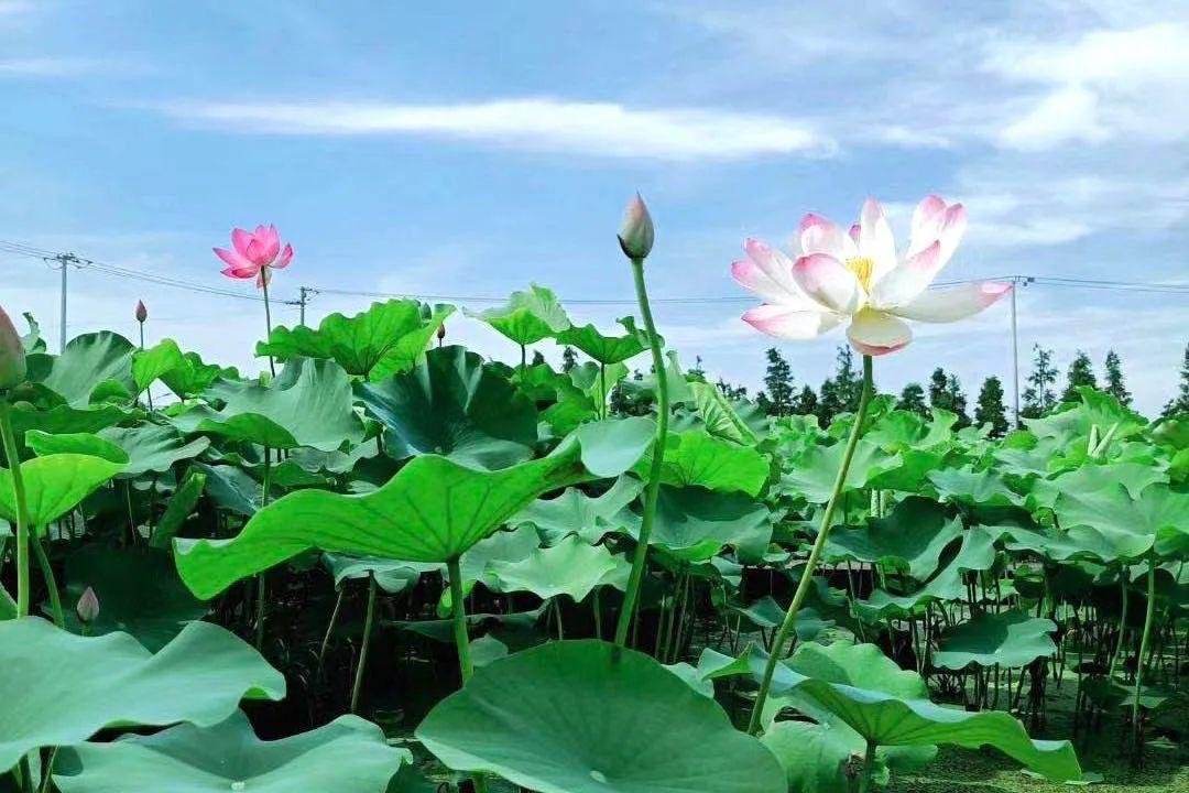 小池游园不值江南这三首诗哪一个描写的是荷花？