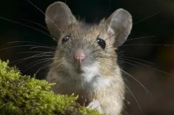 一下二下两支飞是什么生肖