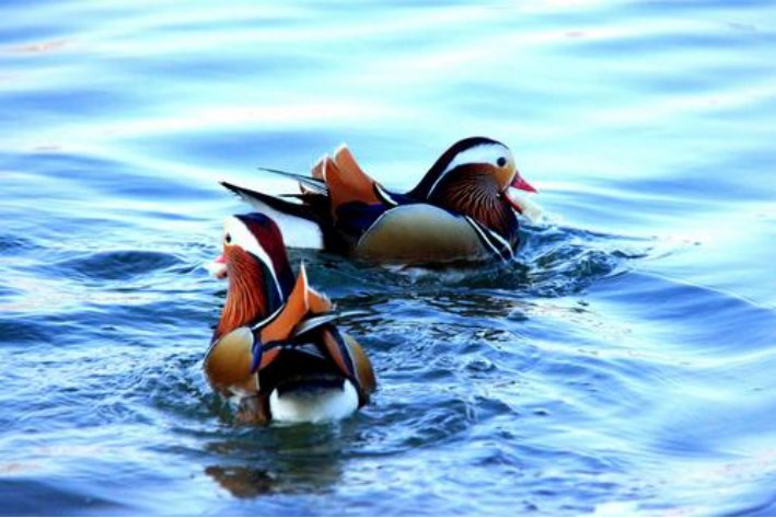 请问：鸳鸯戏水是指什么生肖的?