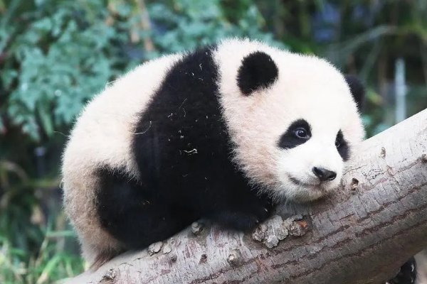 基地有哪些熊猫家族？