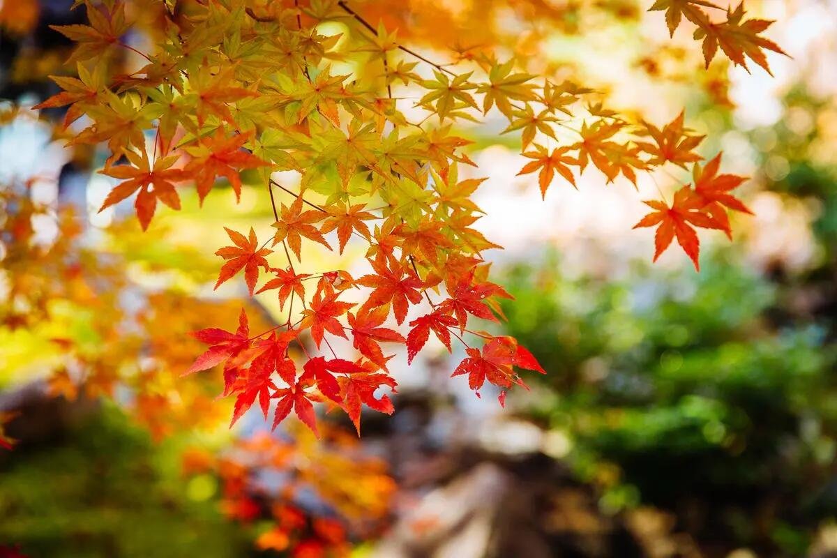 左岸春风一语断蓝打一字