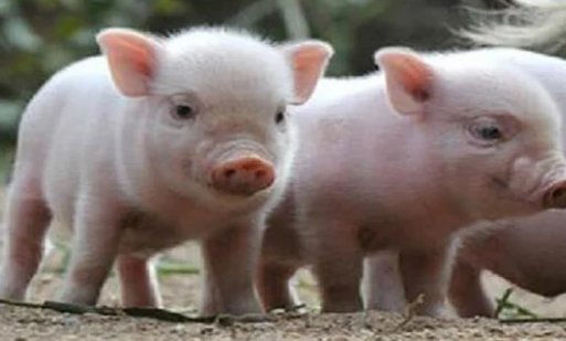 我国发现新型重组猪流感病毒，感染这种病毒之后会有哪些症状表现？