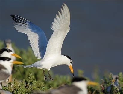 近百只极危鸟类停留胶州湾！我们该如何保护这种鸟？
