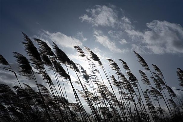 breeze是什么意思？