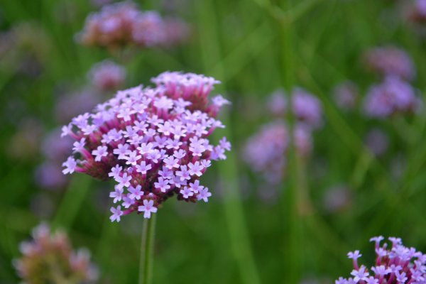 哪些花的花语是救赎？