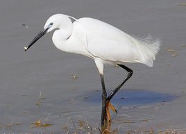 上边是路,下面是鸟,念什么了