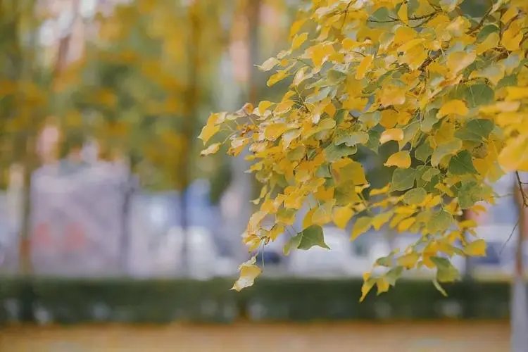 年年岁岁尔尔年年什么意思？