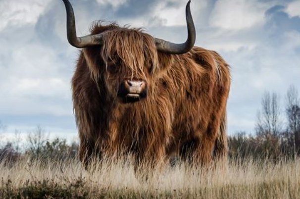 貌不惊人打一正确生肖