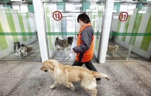 宠物寄养一般多少钱一天？