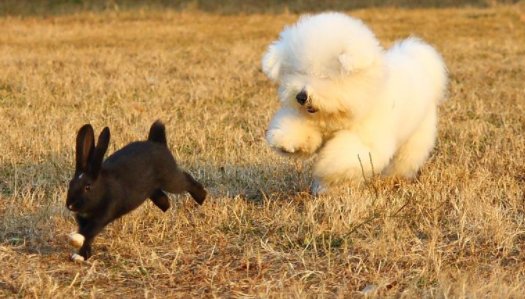 狗撵兔从此踏上不归路意思是什么？