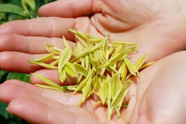 黄金芽茶需要洗茶吗