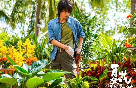 夏花电视剧一共有多少集