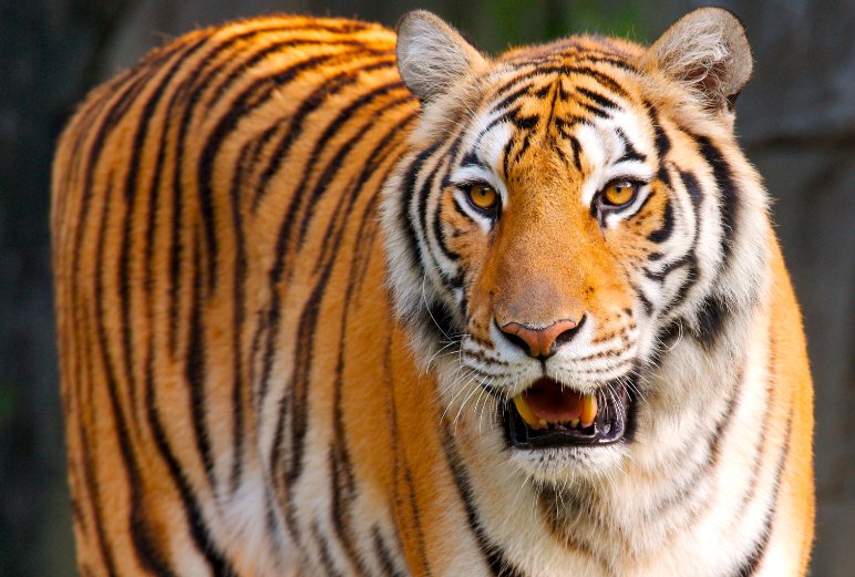 败寇成王打一动物生肖