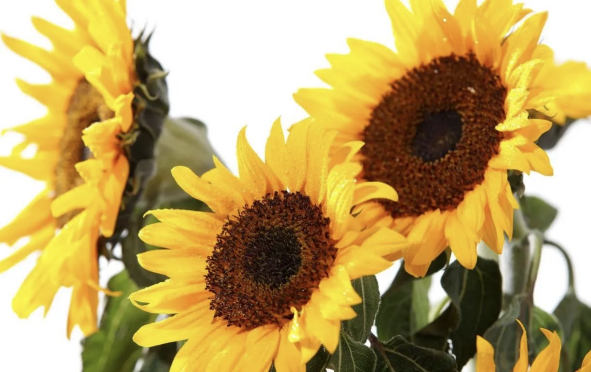 高考向日葵是什么意思