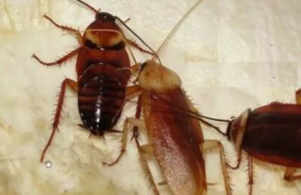 曱甴为什么叫gaza