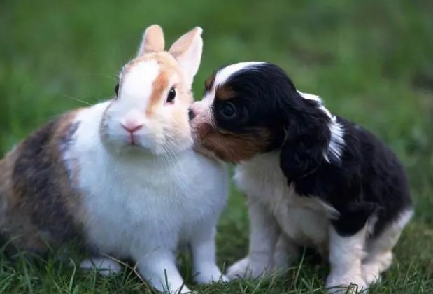 动物的基本权利可以分为