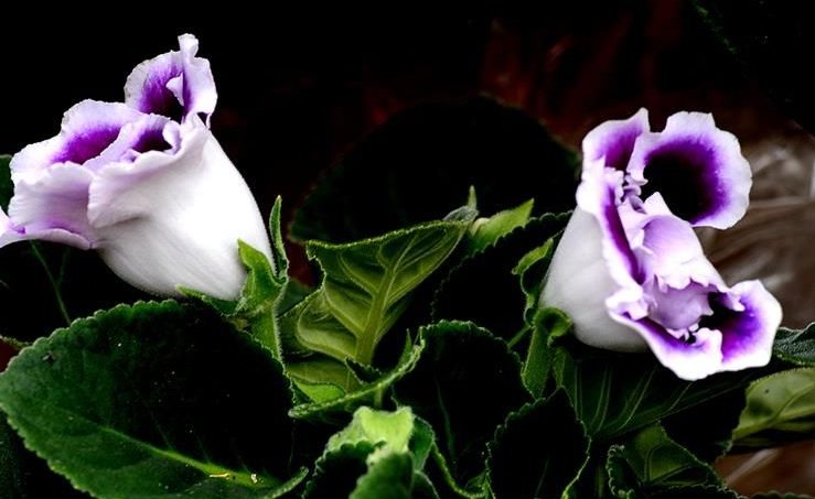 花仙子花怎么养