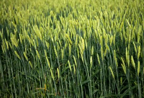 “中原粮仓”河南被推上风口，到底是谁在收购小麦青苗？