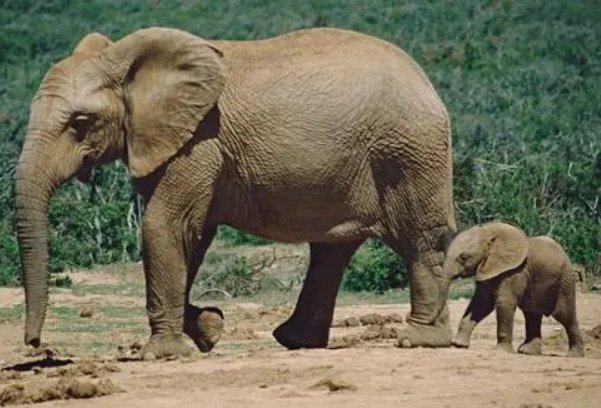 二年级称大象的方法有哪些?