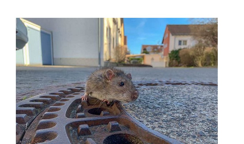 我就是下水道里的老鼠什么梗