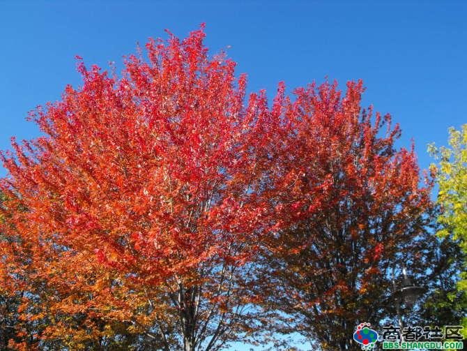 枫叶社区的介绍