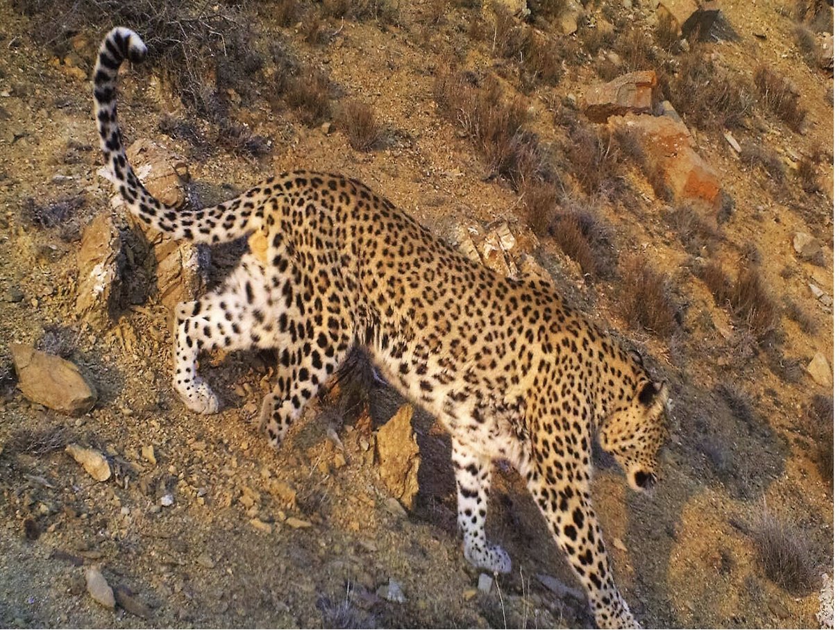 十大最强豹子排名