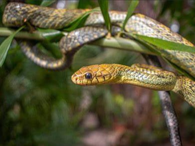 斯内克是什么意思？