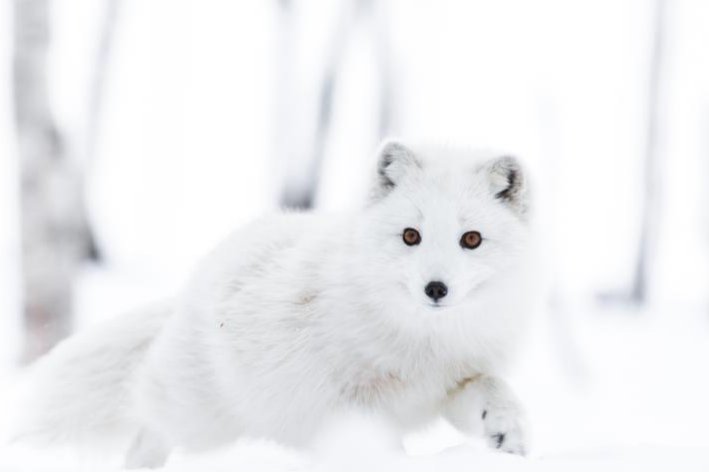 颜值最高的狐狸品种有哪些