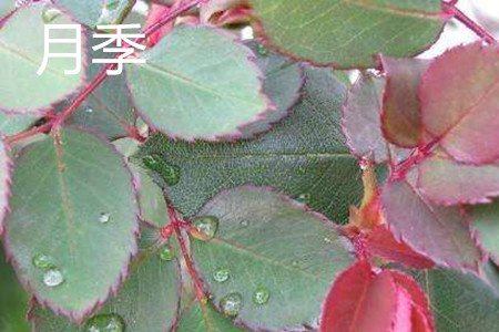 月季花和玫瑰花有什么区别啊？