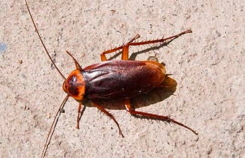 曱甴为什么叫gaza