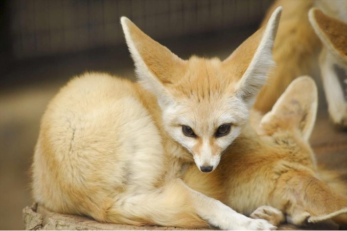 颜值最高的狐狸品种有哪些