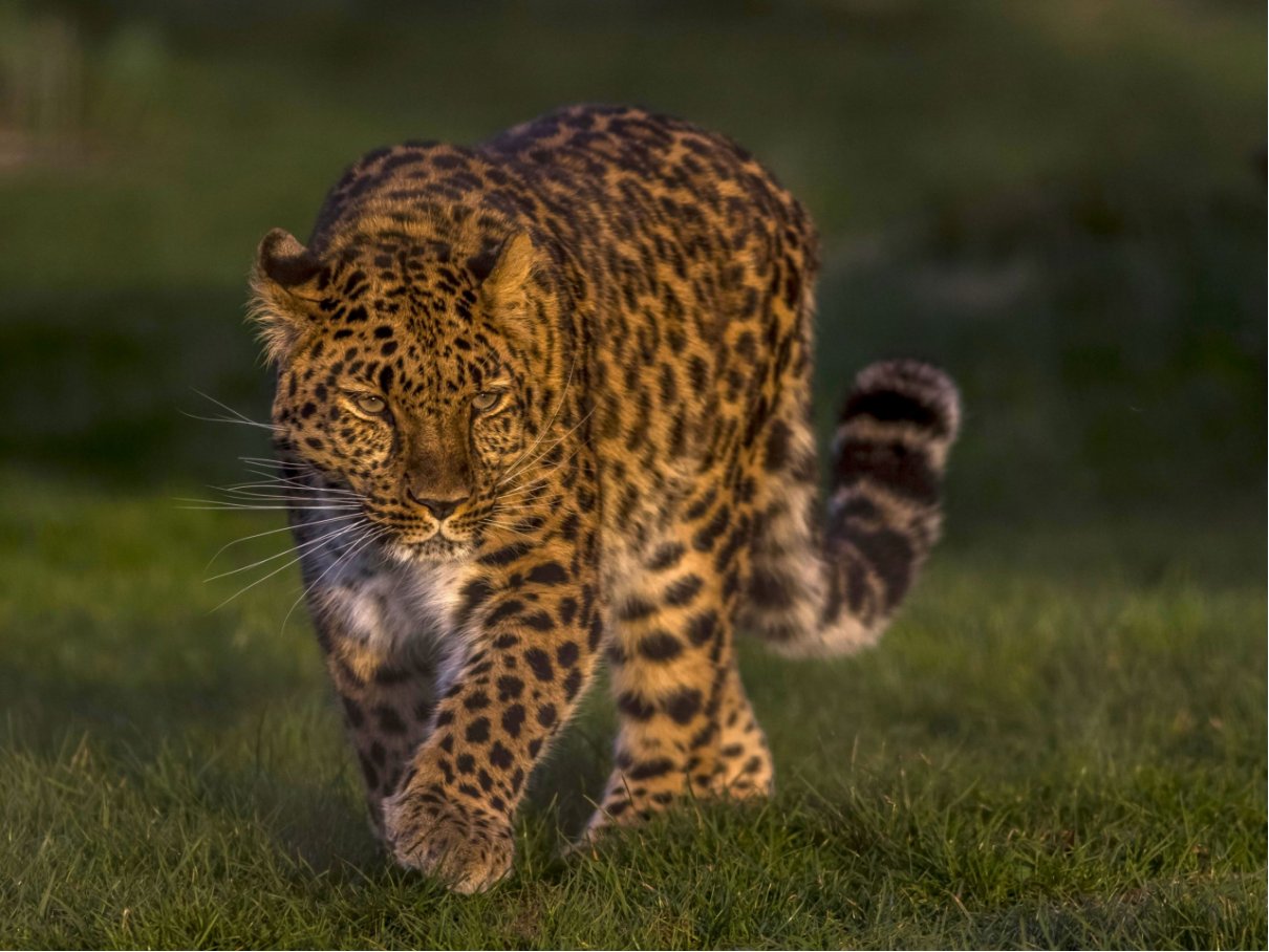 十大最强豹子排名