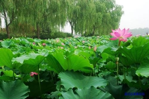 描写夏天炎热的词语有哪些