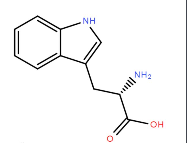 色氨酸合成酶A蛋白质名称是什么？