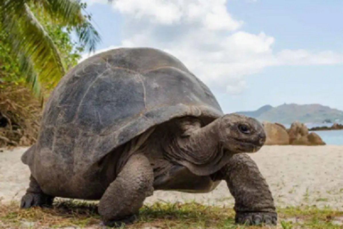 金钱龟的价格？