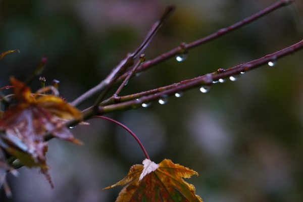 秋天的雨仿写把颜色给了谁