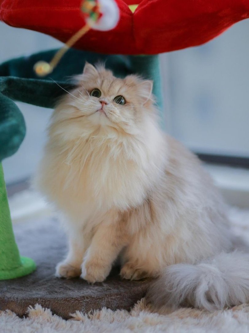 如何喂养一只猫咪？