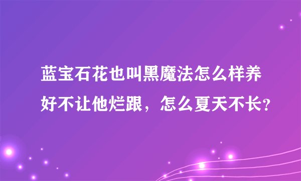 蓝宝石花也叫黑魔法怎么样养好不让他烂跟，怎么夏天不长？