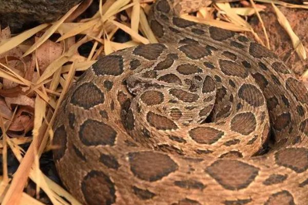 农村十大毒蛇排名