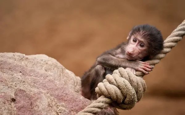 研究表明：猴子或将很快到地面生活，它们能否适应人类的脚步？