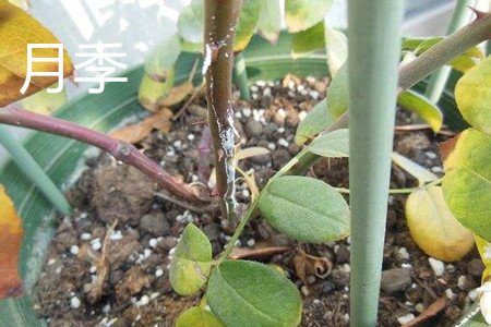 月季花和玫瑰花有什么区别啊?