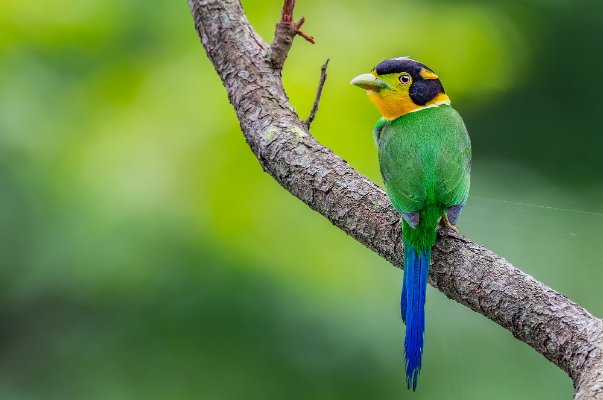 老鸟是什么意思