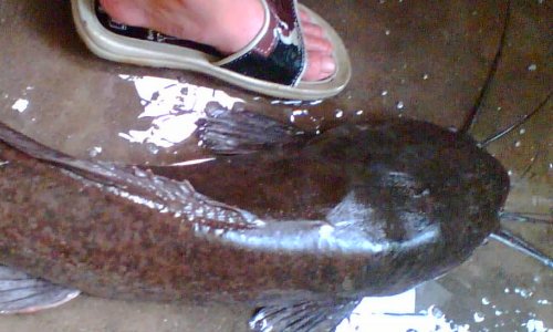 观赏鱼鲶鱼种类