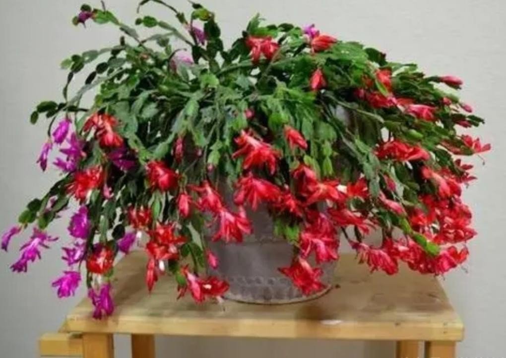 用血养花的后果