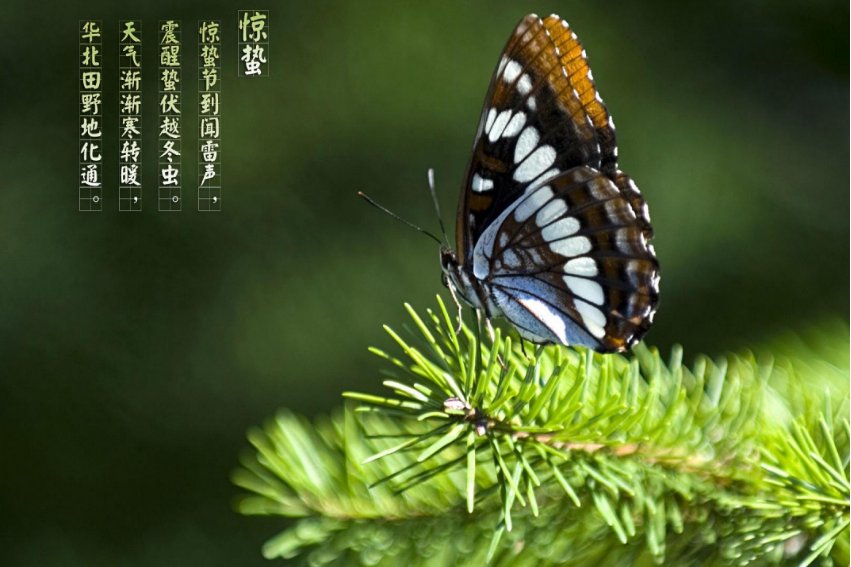 春雷始鸣,蛰虫出洞是什么节气